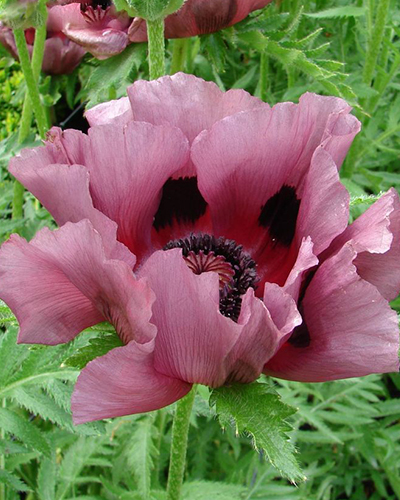 PAPAVER ORIENTALE PATTY'S PLUM - 25 ks